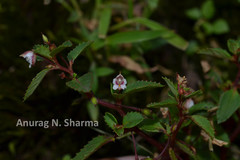 Impatiens pendula